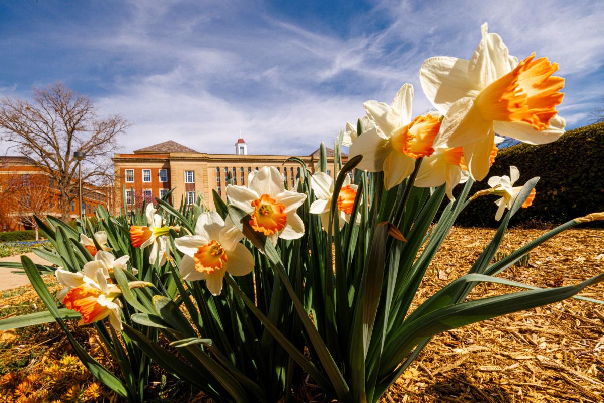 Daffodils bloom outside Love Library on City Campus. April 5, 2024. Photo by Craig Chandler / University Communication and Marketing.