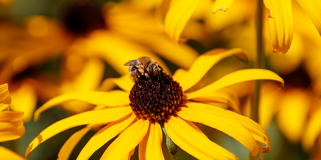 Rudbeckia in bloom with a bee.