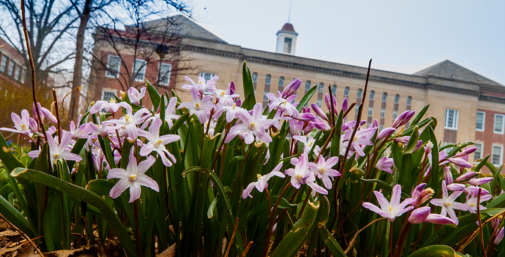 Crocuses blooming. Love Library in the background.