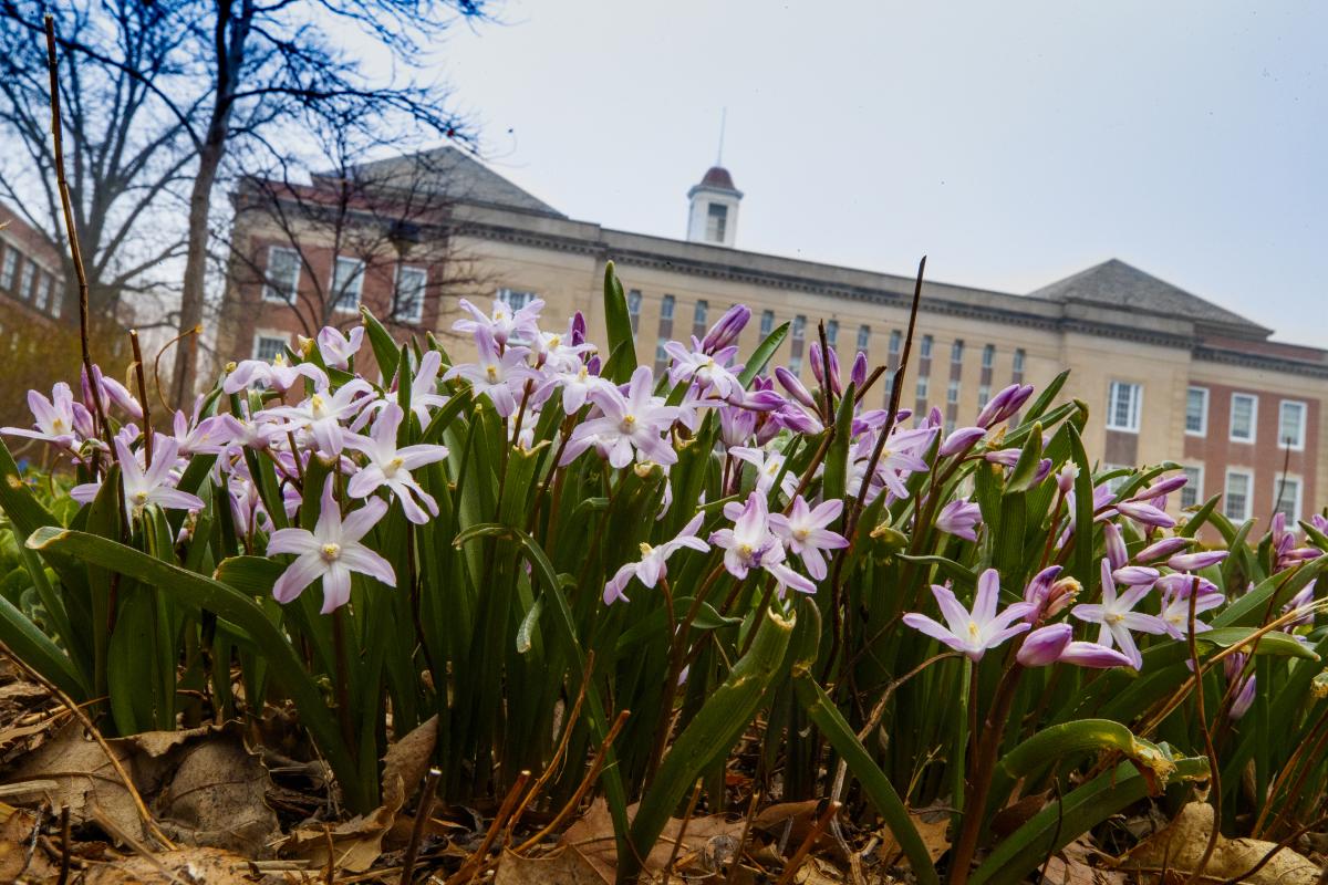 City campus begins to come alive as spring flowers and trees bloom. March 27, 2020. Photo by Craig Chandler / University Communication.
