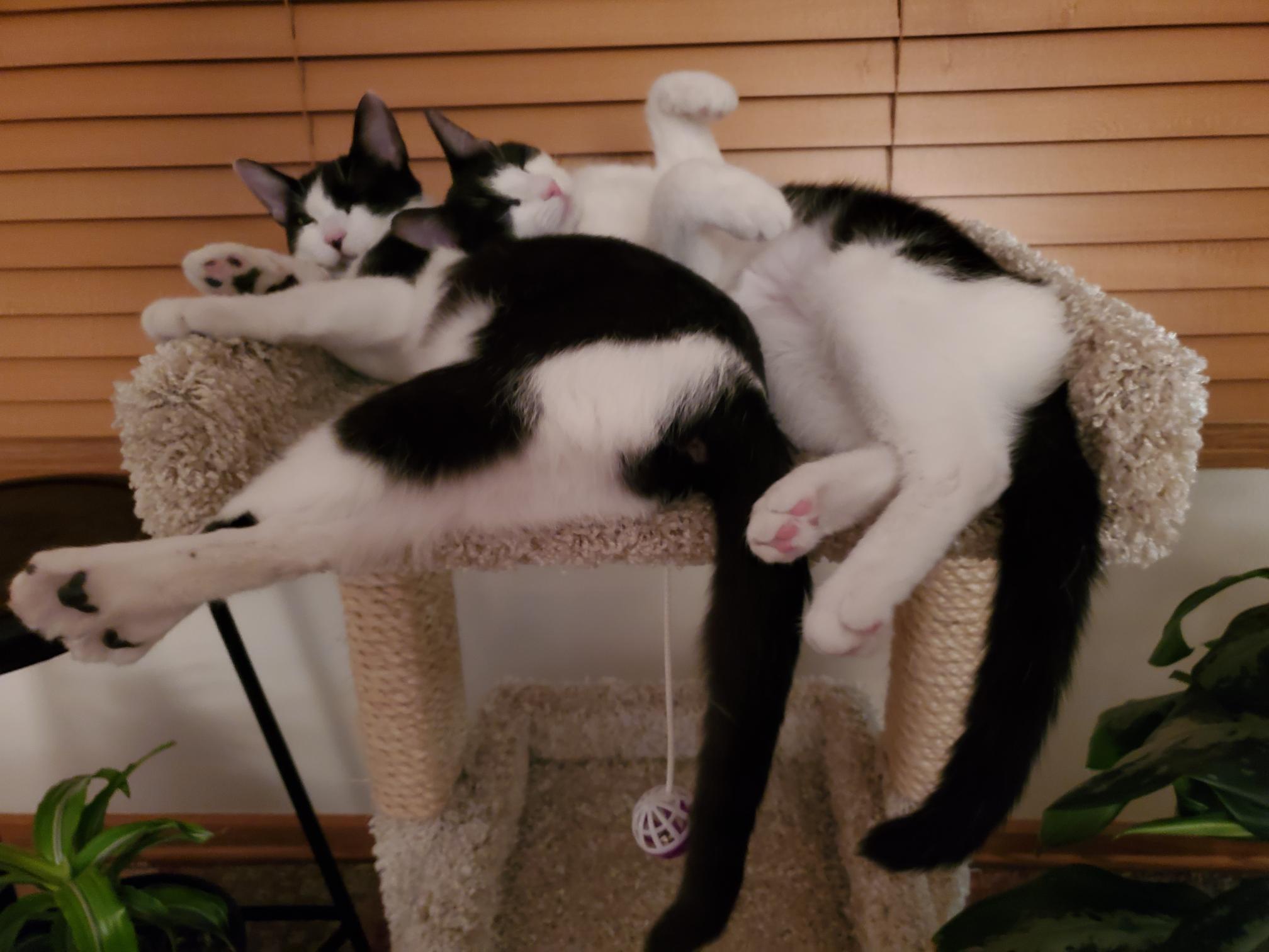 Kitties Sally and Gina surrendering at 7 months old