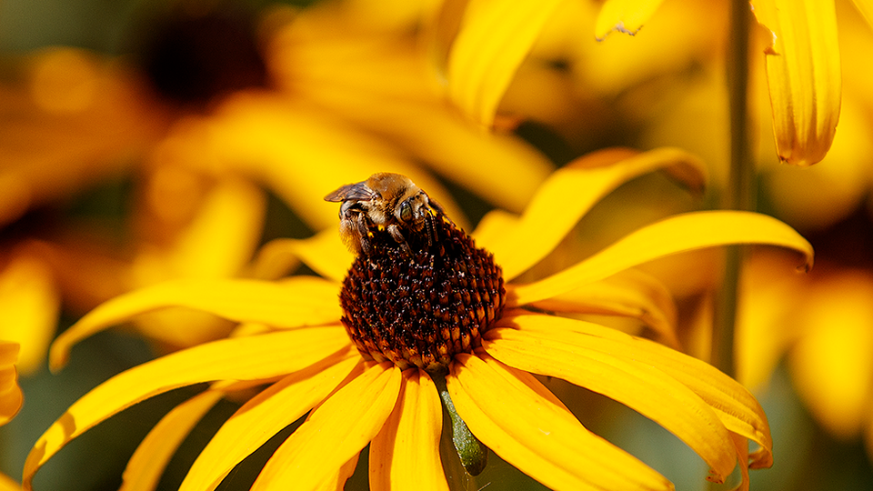 Rudbeckia