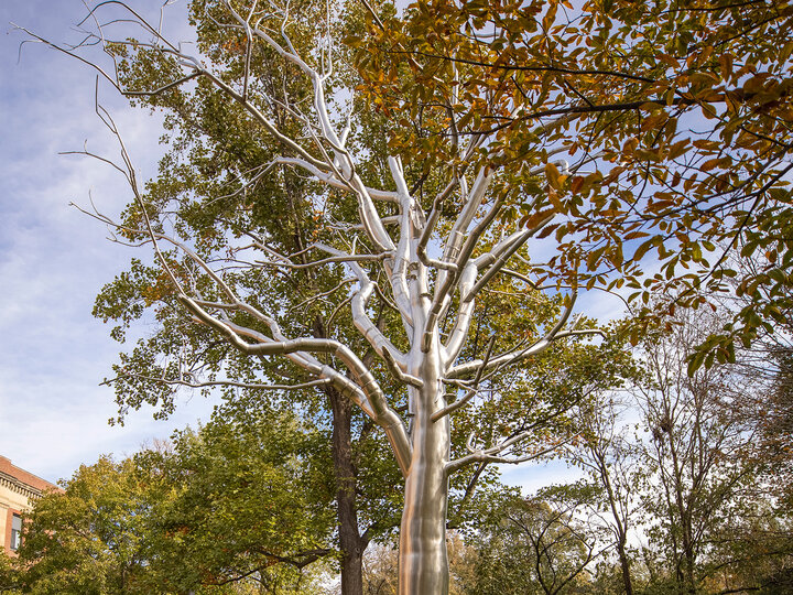 A stainless-steel tree amongst its natural peers. Sculpture by Roxy Paine.
